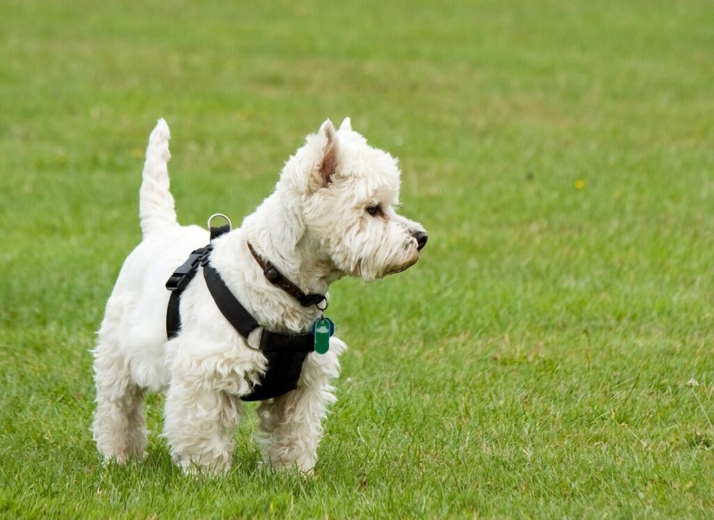 Первый клуб любителей собак этой породы был основан в 1905 году в Англии, и с того момента порода приобрела известность.