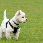 Первый клуб любителей собак этой породы был основан в 1905 году в Англии, и с того момента порода приобрела известность.