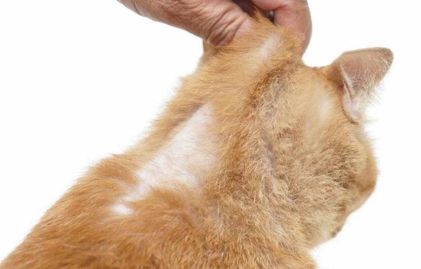 Шкірні захворювання у котів симптоми та лікування