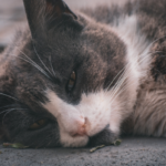 Котяча чумка (панлейкопенія) все, що потрібно знати