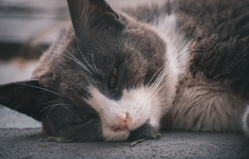 Котяча чумка (панлейкопенія) все, що потрібно знати