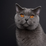 10 симпатичних короткошерстих порід котів