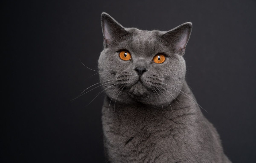 10 симпатичних короткошерстих порід котів